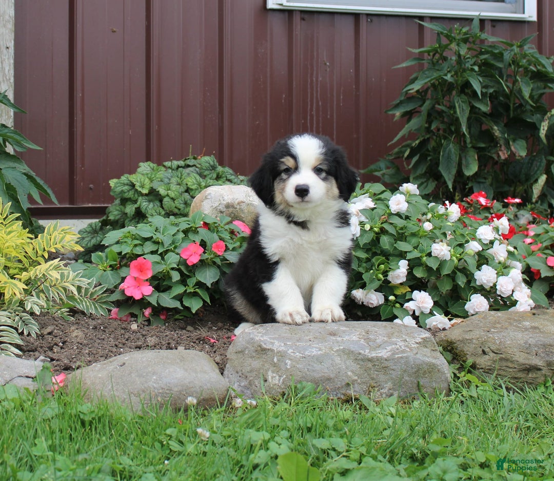Australian Shepherd dogs for sale: Levi - Image 1