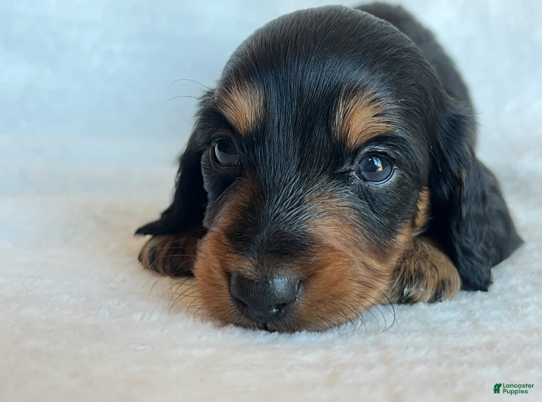 Miniature Dachshund dogs for sale: Chocolate - Image 1
