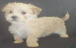 Cavalier King Charles Spaniel dogs for sale: Petey - Image 3