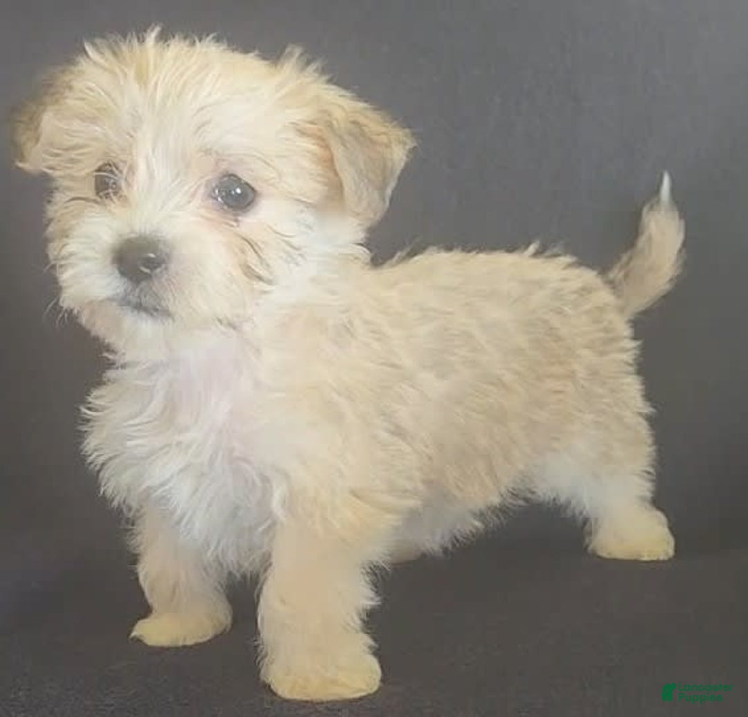 Cavalier King Charles Spaniel dogs for sale: Petey - Image 3
