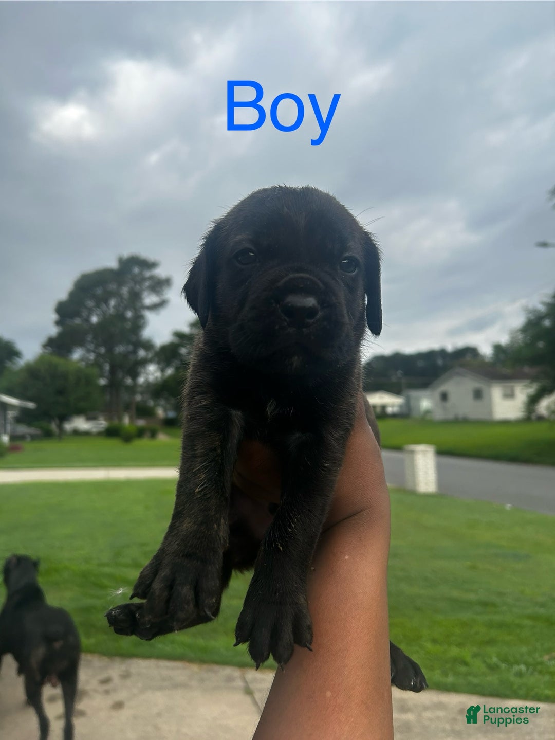 Cane Corso dogs for sale: Buddy - Image 2