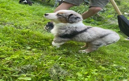 Australian Shepherd dogs for sale: Charlie - Image 2