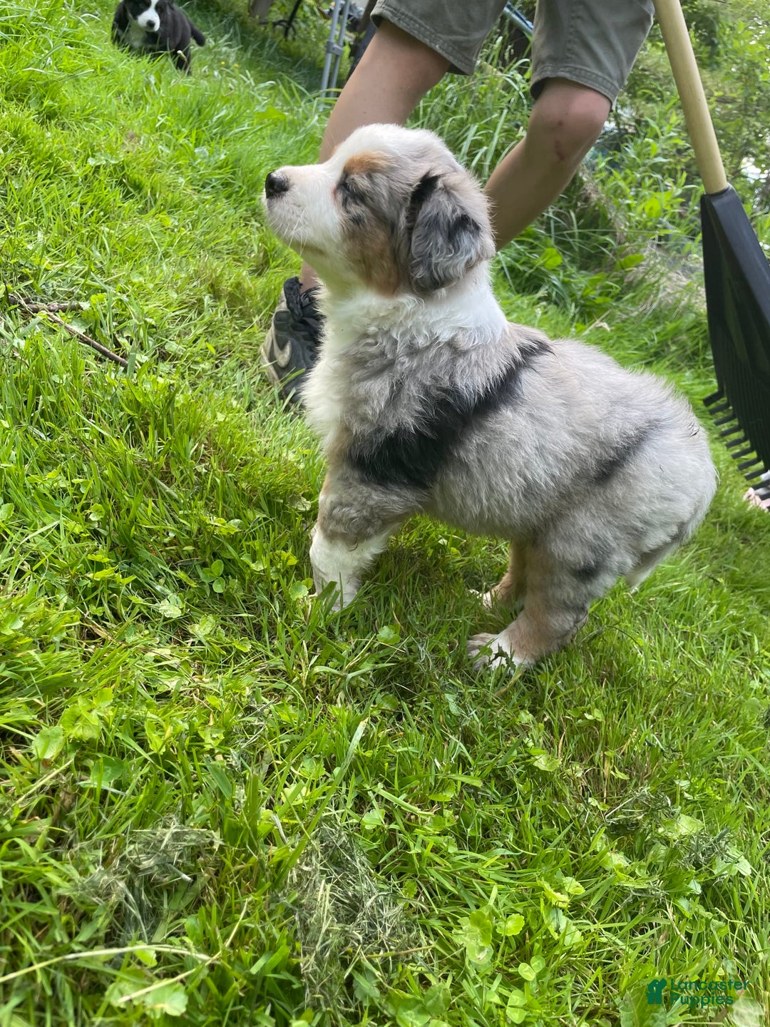 Australian Shepherd dogs for sale: Charlie - Image 2