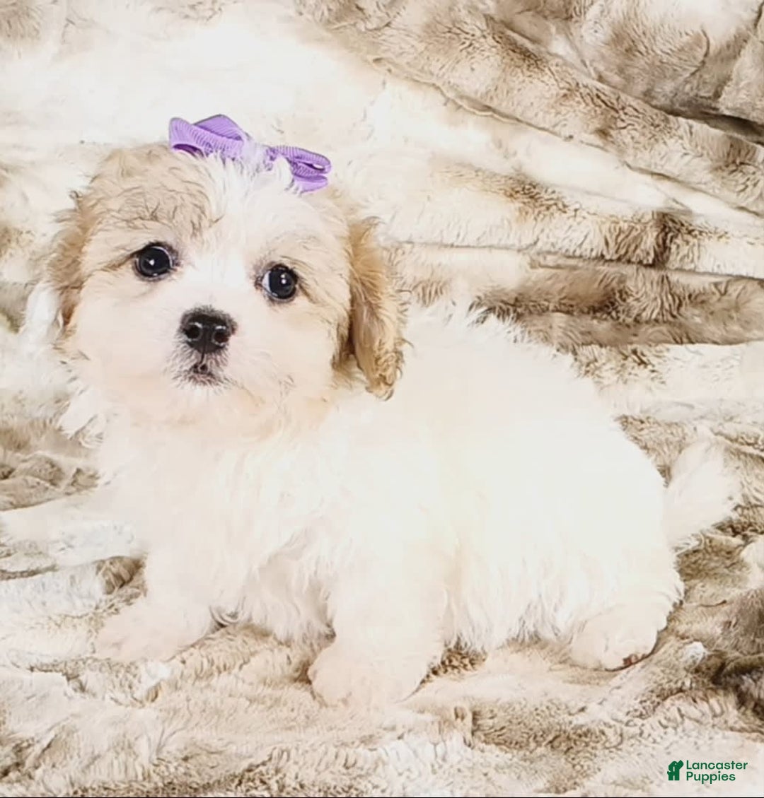 Teddy Bear dogs for sale: Tilly - Image 5