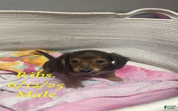 Miniature Dachshund dogs for sale: Ribs - Image 3