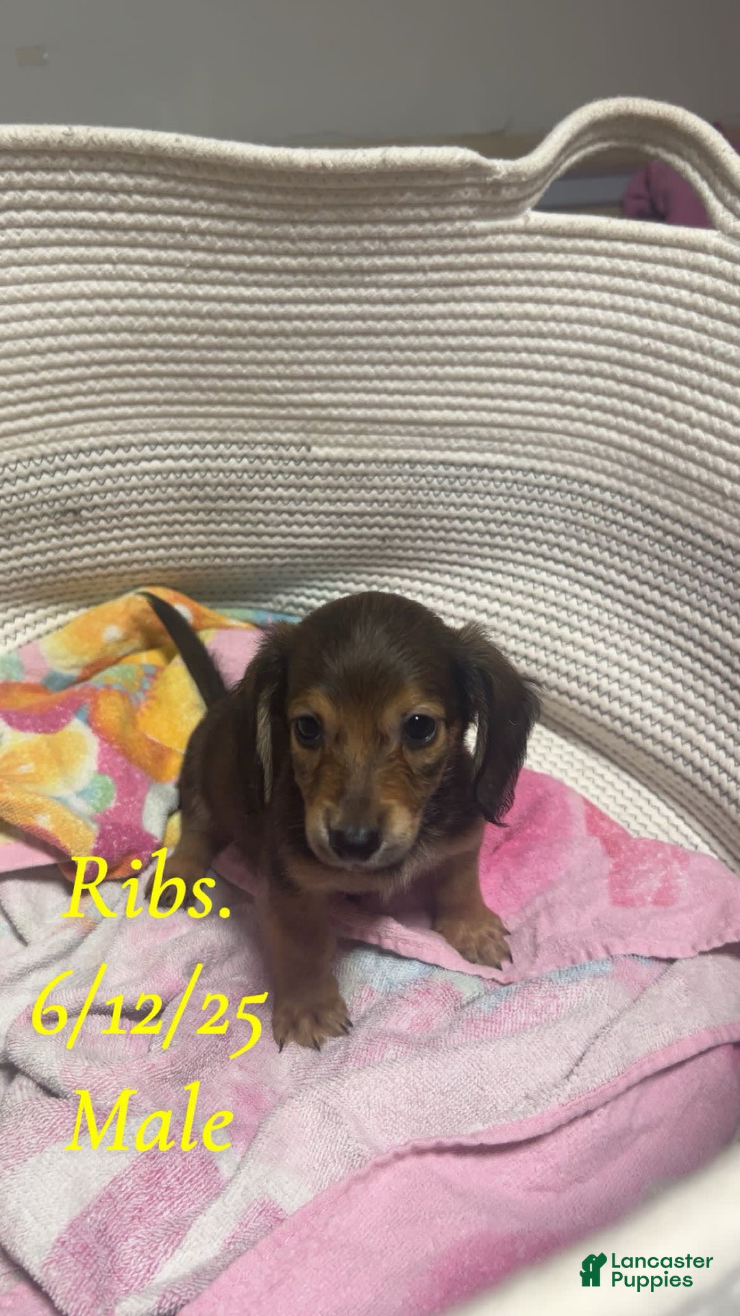 Miniature Dachshund dogs for sale: Ribs - Image 3
