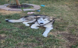 Alaskan Malamute dogs for sale: Tocho - Image 2