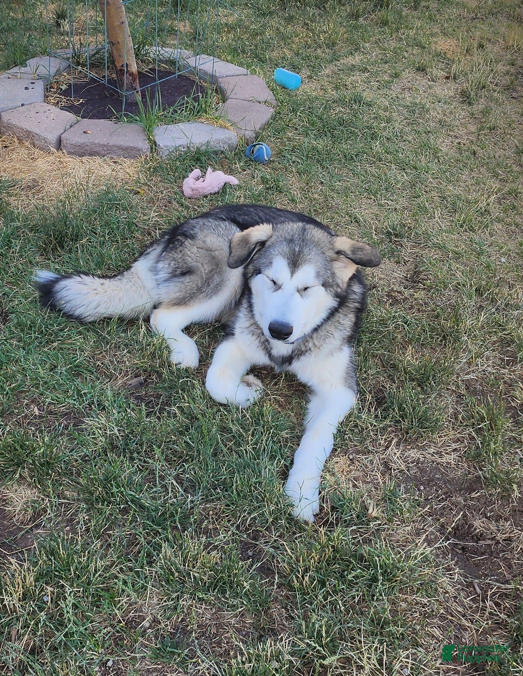 Alaskan Malamute dogs for sale: Tocho - Image 2