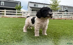 Bernedoodle dogs for sale: 11 - Image 4