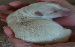 Maltese dogs for sale: Empress - Image 16