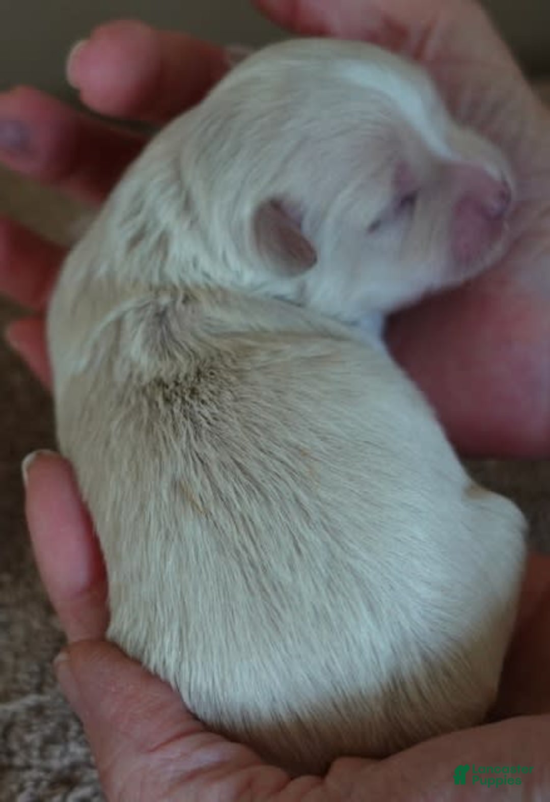 Maltese dogs for sale: Empress - Image 16