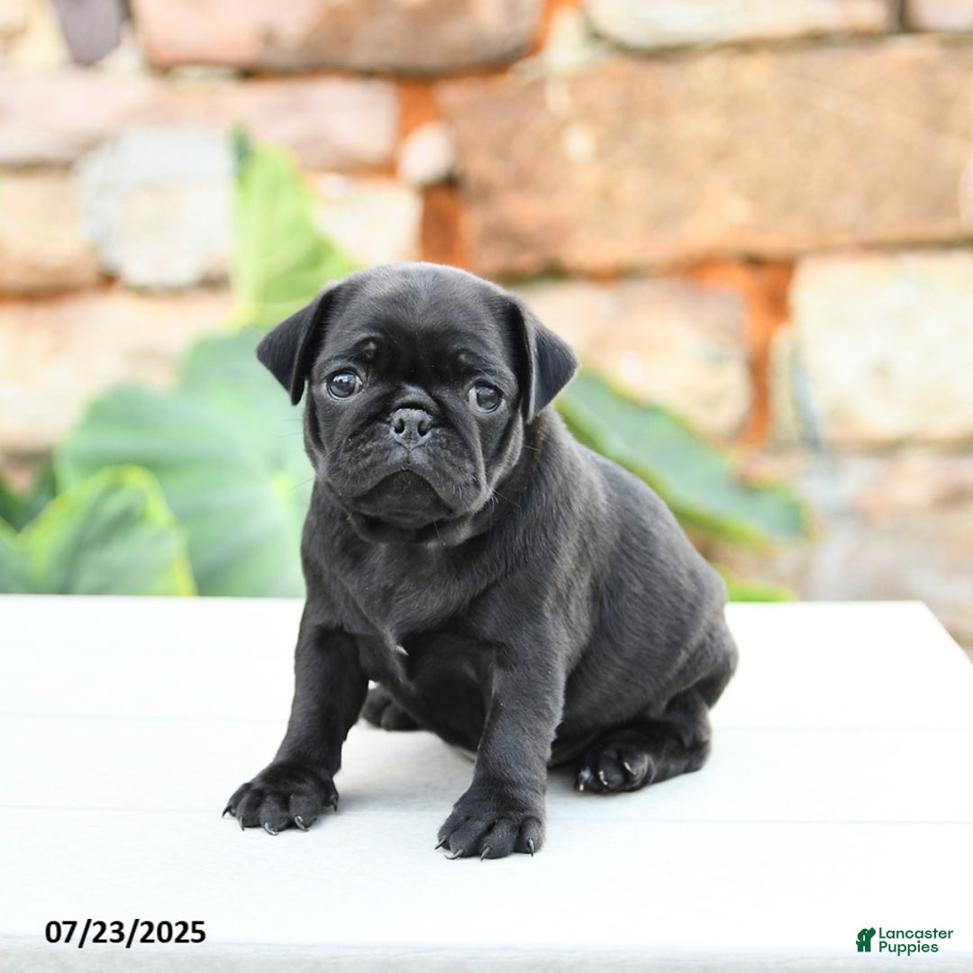Pug dogs for sale: Jemma - Image 1
