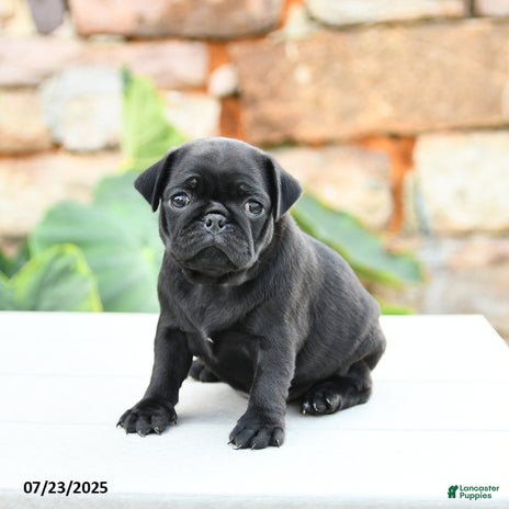 Pug dogs for sale - Ad 2