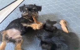 Brussels Griffon dogs for sale: Gary - Image 6
