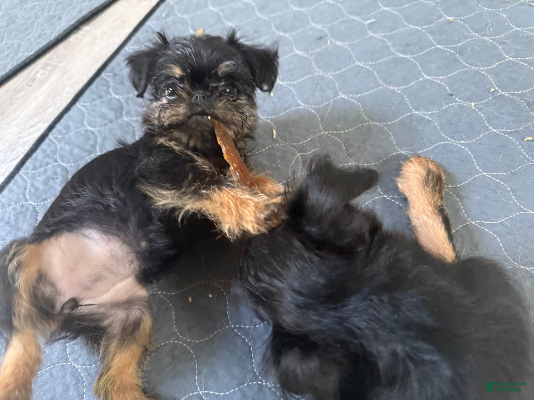 Brussels Griffon dogs for sale: Gary - Image 6