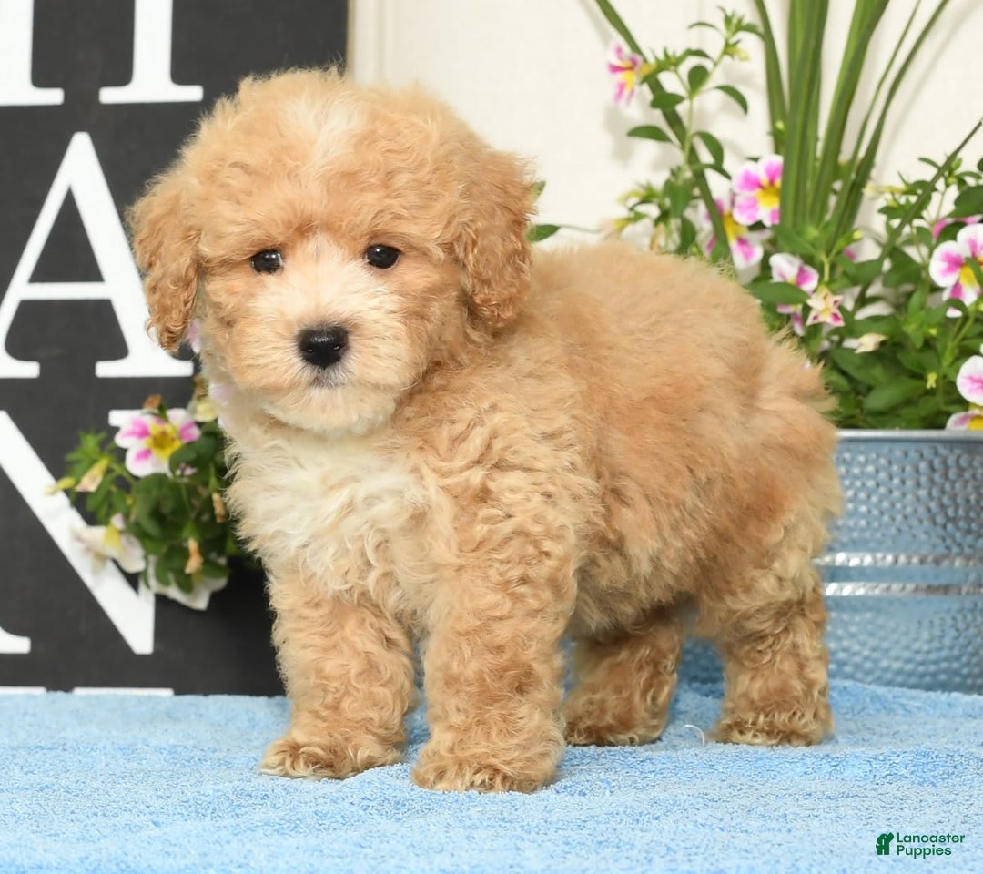 Bichpoo dogs for sale: Sport - Image 1