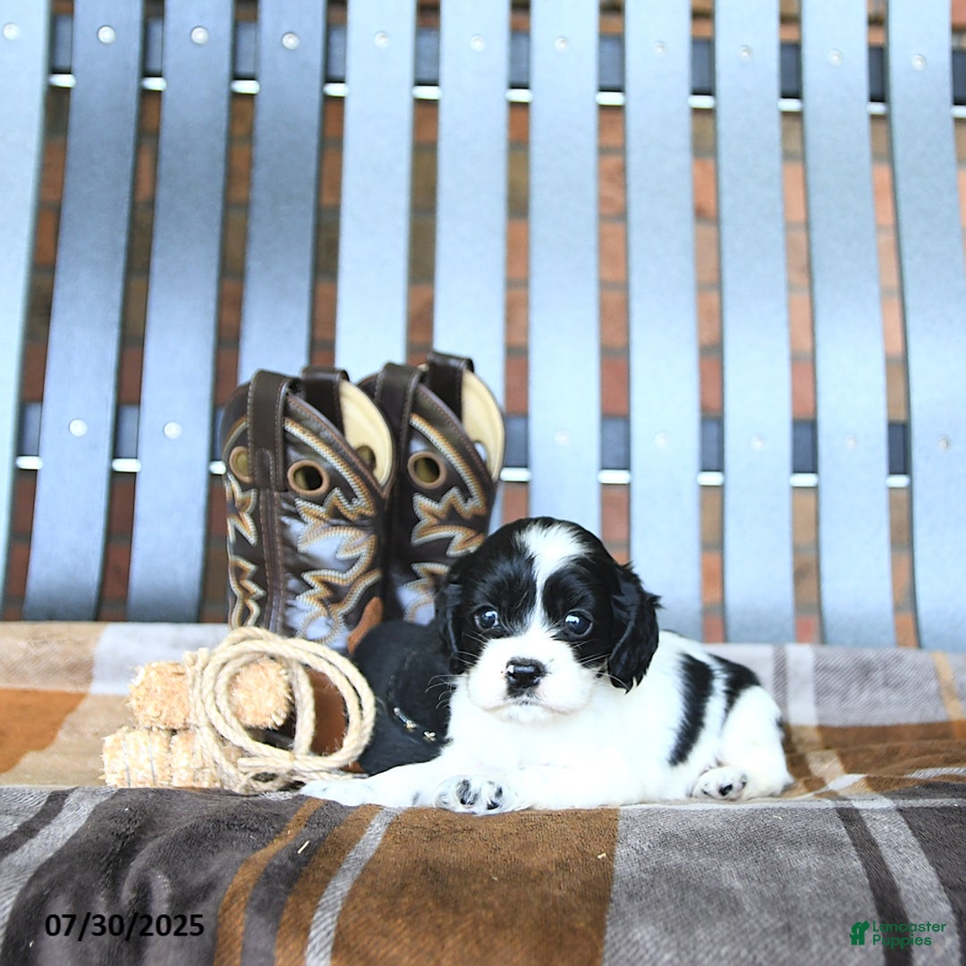 Cocker Spaniel dogs for sale: Kassia - Image 4