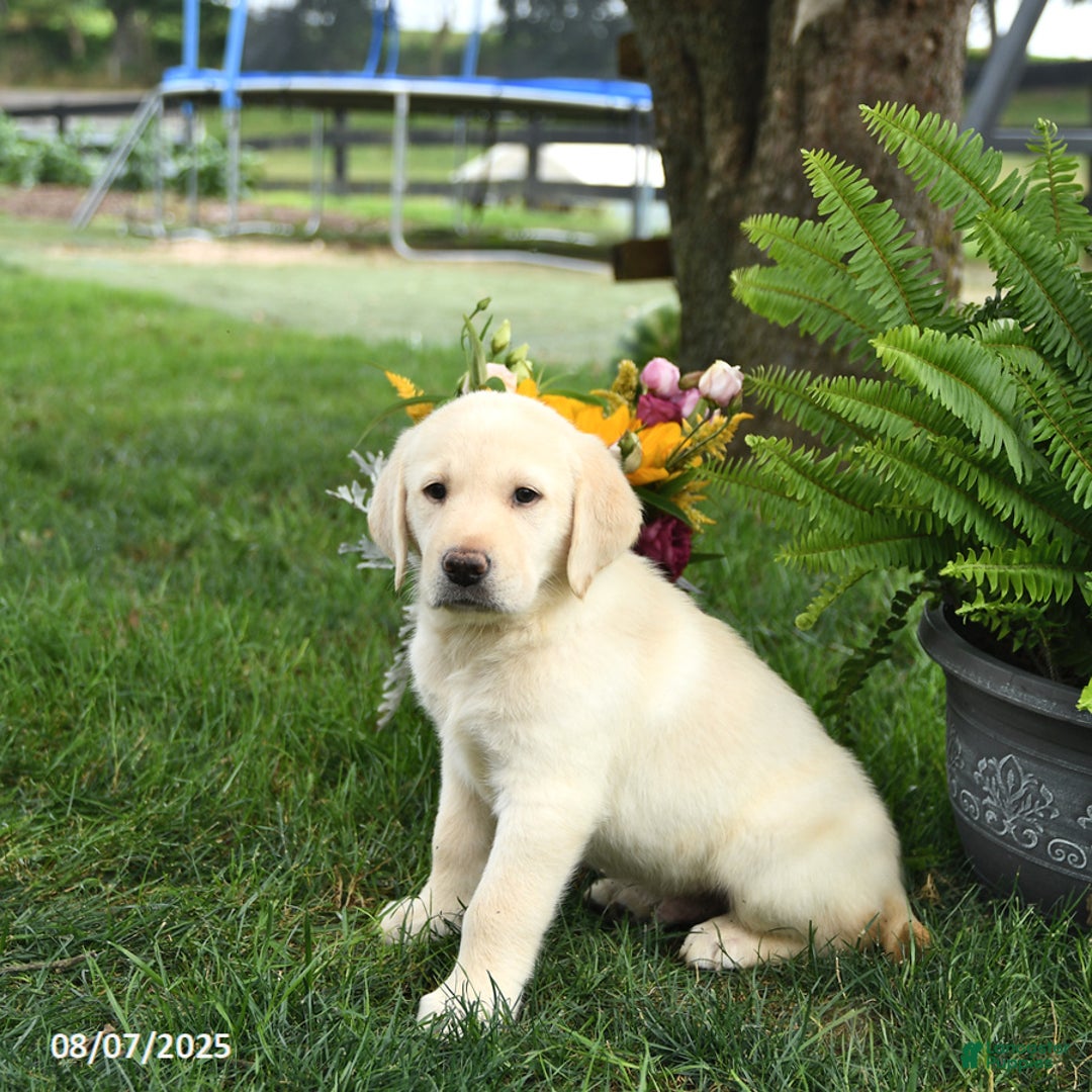 Goldador dogs for sale: Sarge - Image 4