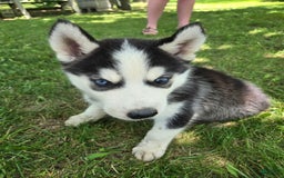 Siberian Husky dogs for sale: Thunder - Image 4