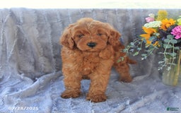 Mini Goldendoodle dogs for sale: Unity - Image 9