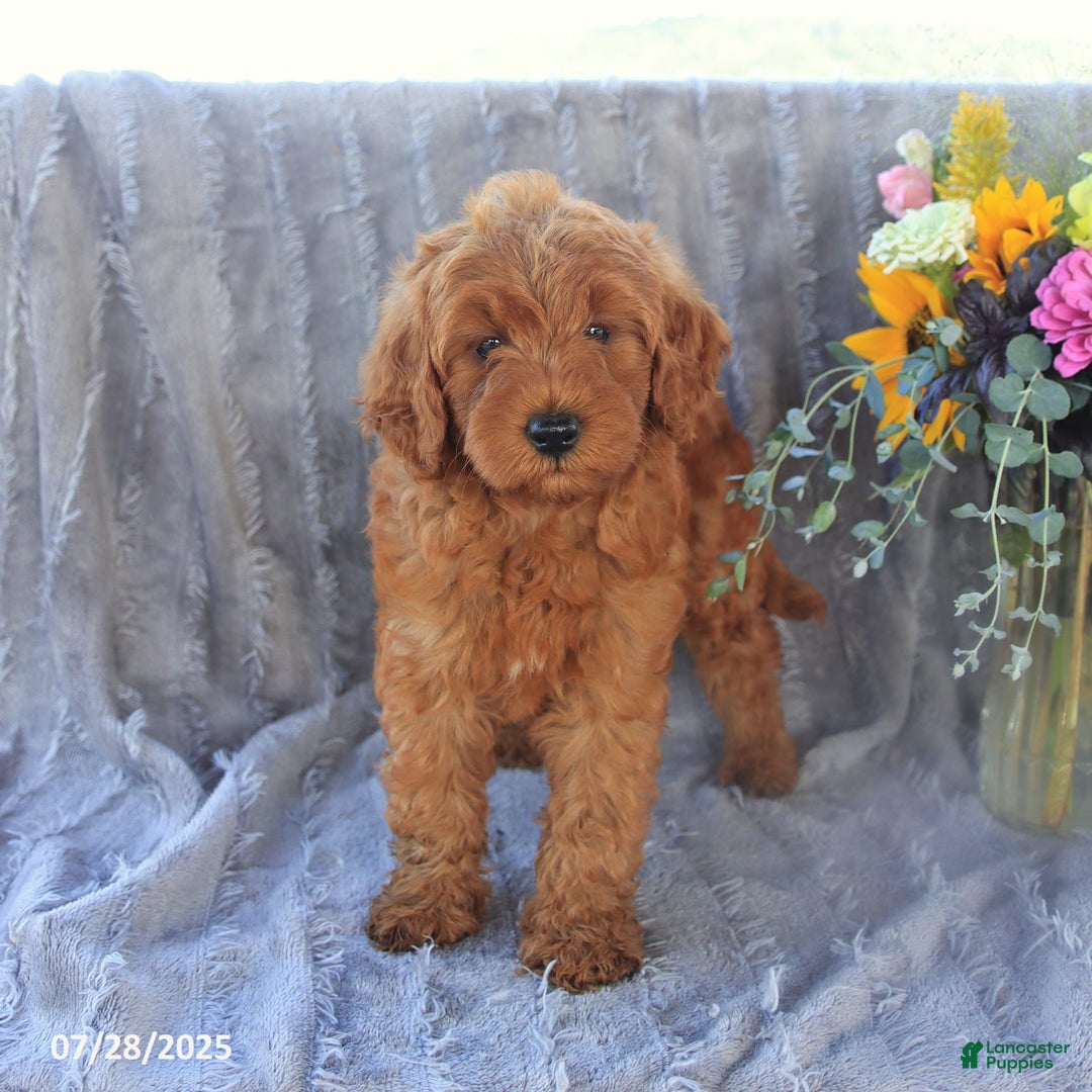 Mini Goldendoodle dogs for sale: Unity - Image 9