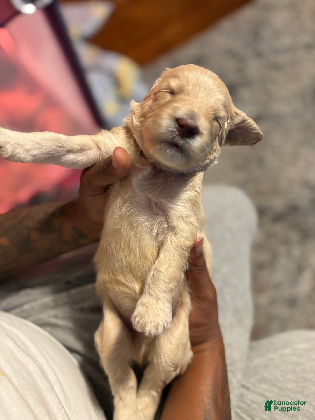 Goldendoodle dogs for sale: Major - Image 4