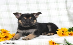 German Shepherd dogs for sale: Krista - Image 2