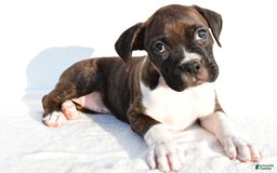 Boxer dogs for sale: Mickey - Image 6