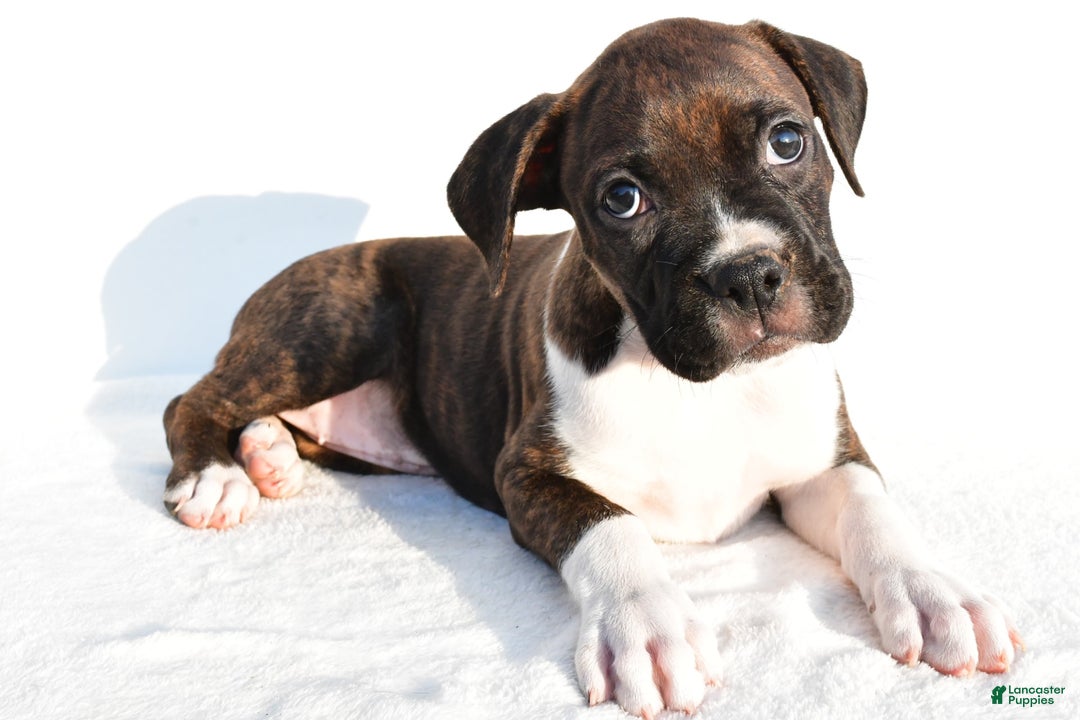 Boxer dogs for sale: Mickey - Image 6