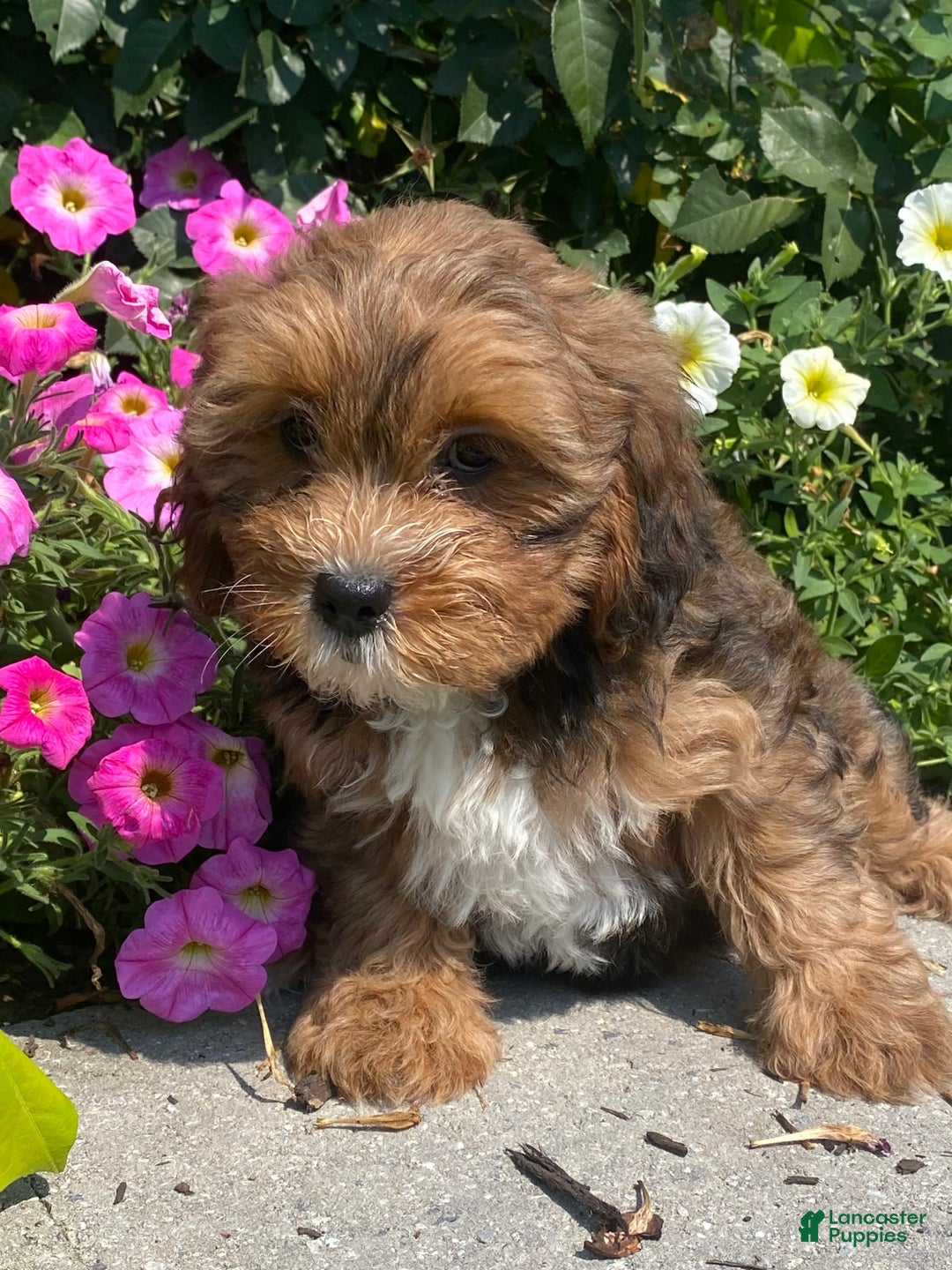 Lhasapoo dogs for sale: Jenny - Image 7