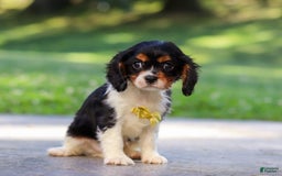 Cavalier King Charles Spaniel dogs for sale: Oliver - Image 5