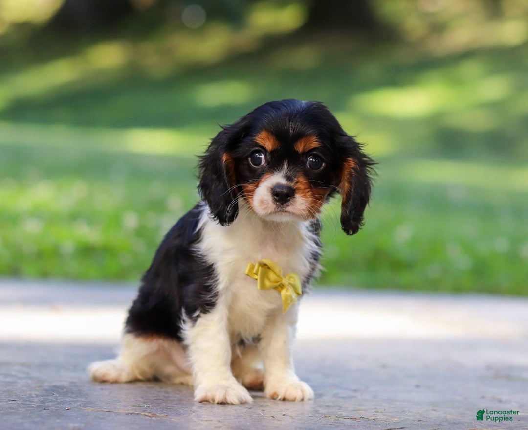 Cavalier King Charles Spaniel dogs for sale: Oliver - Image 5
