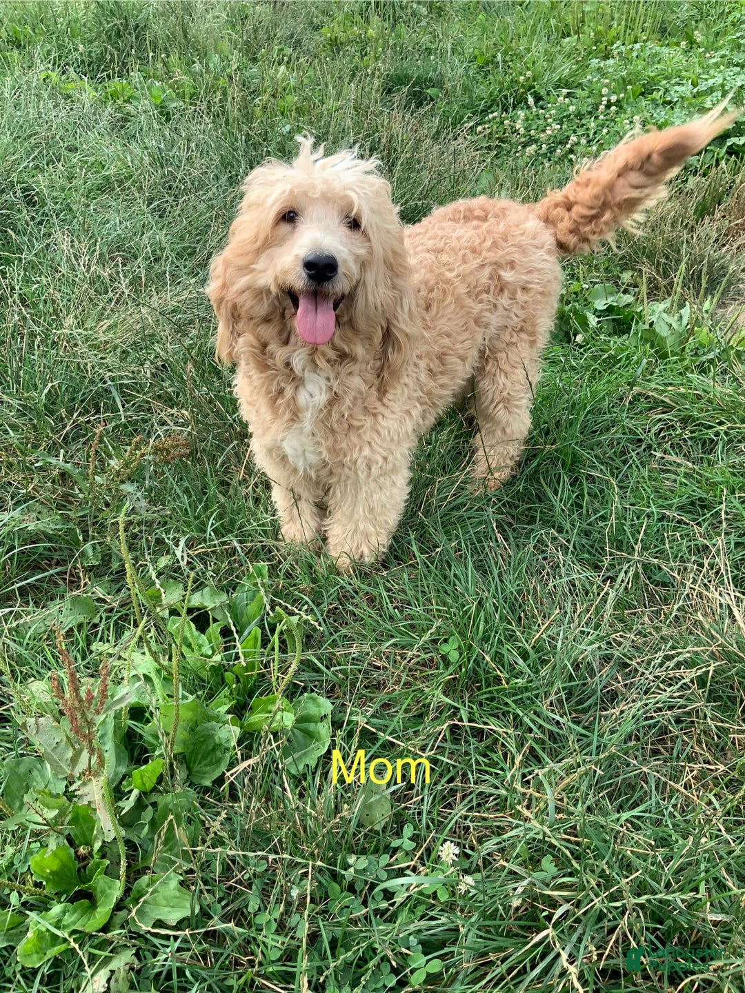 Toy Poodle dogs for sale: Jimmy - Image 6