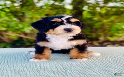 Bernedoodle dogs for sale: Albert - Image 3