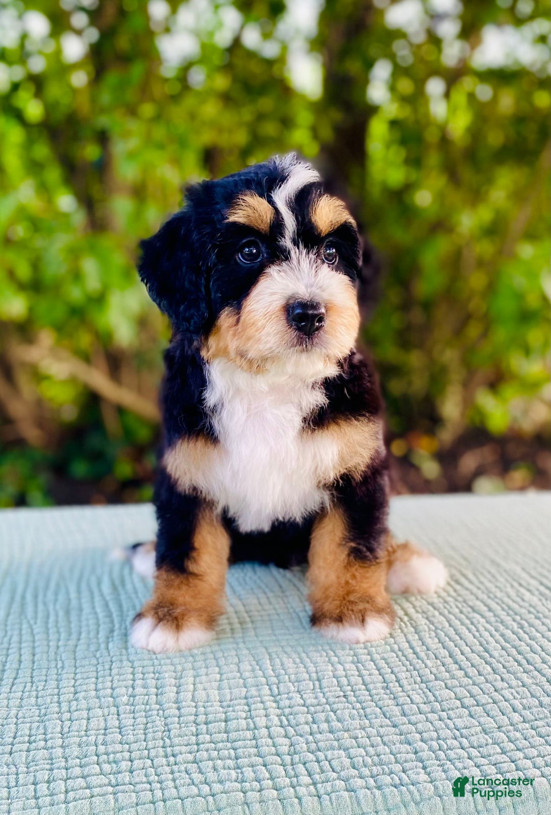Bernedoodle dogs for sale: Albert - Image 3
