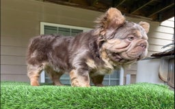 French Bulldog dogs for sale: Gorgeous George - Image 7