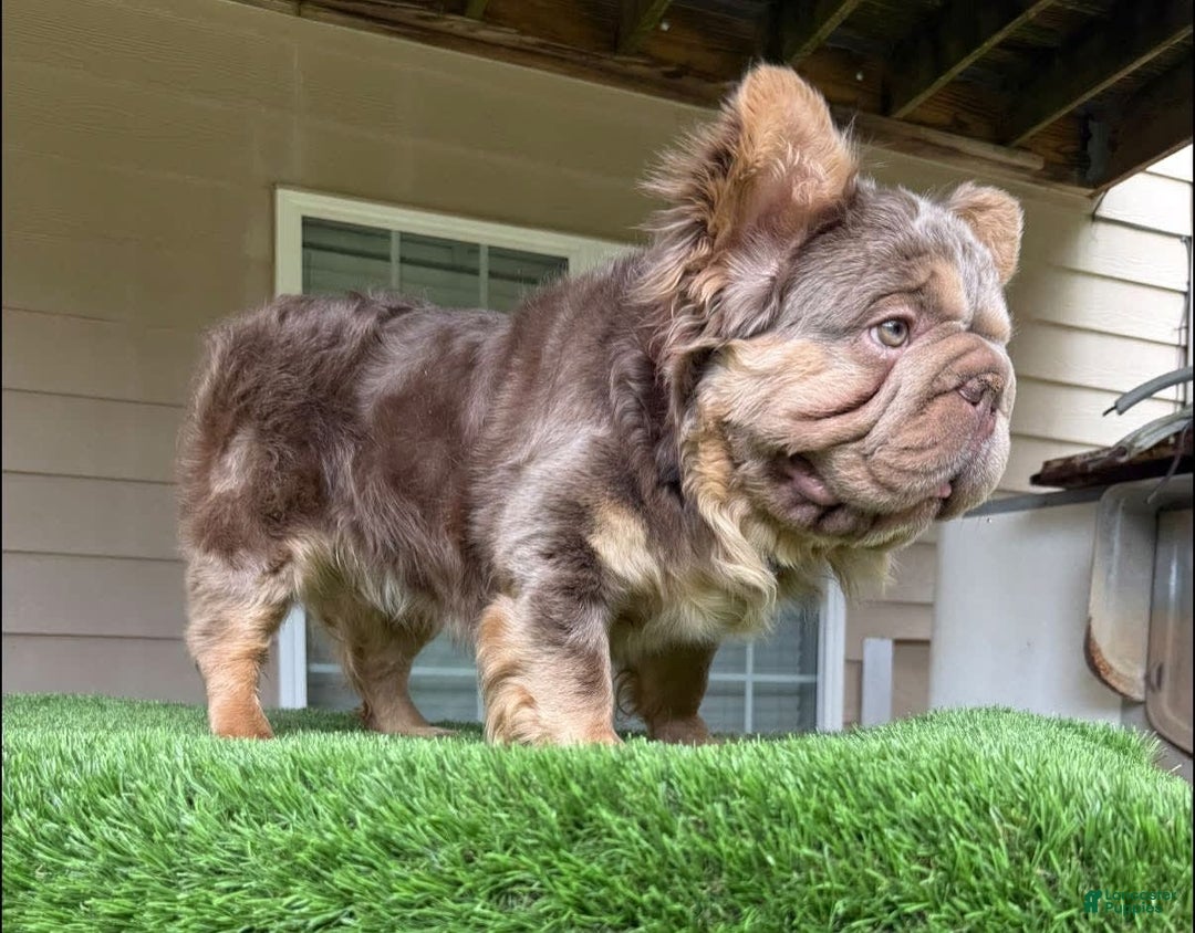 French Bulldog dogs for sale: Gorgeous George - Image 7