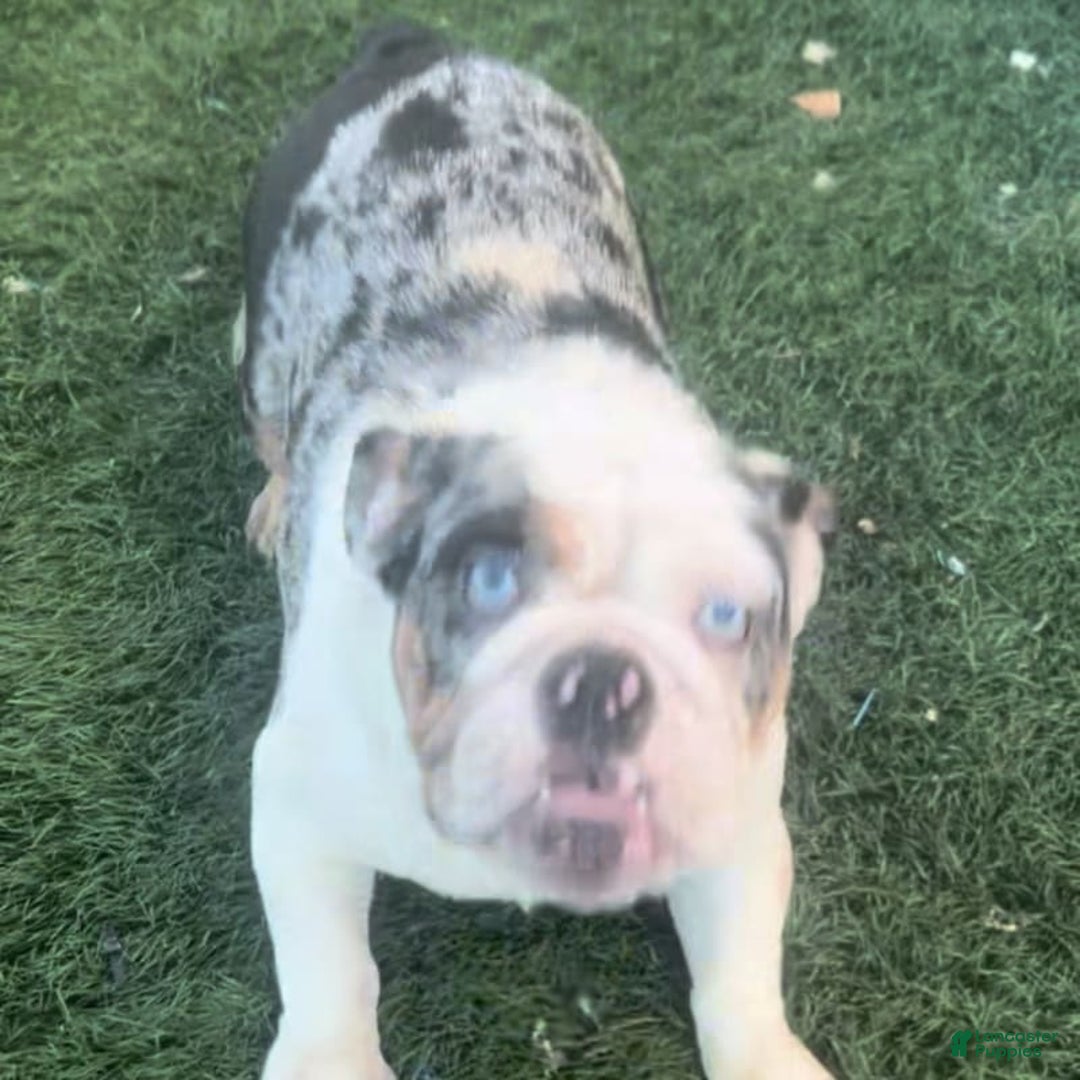 English Bulldog dogs for stud: Gucci - Image 1