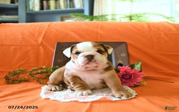 English Bulldog dogs for sale: Kathy - Image 10