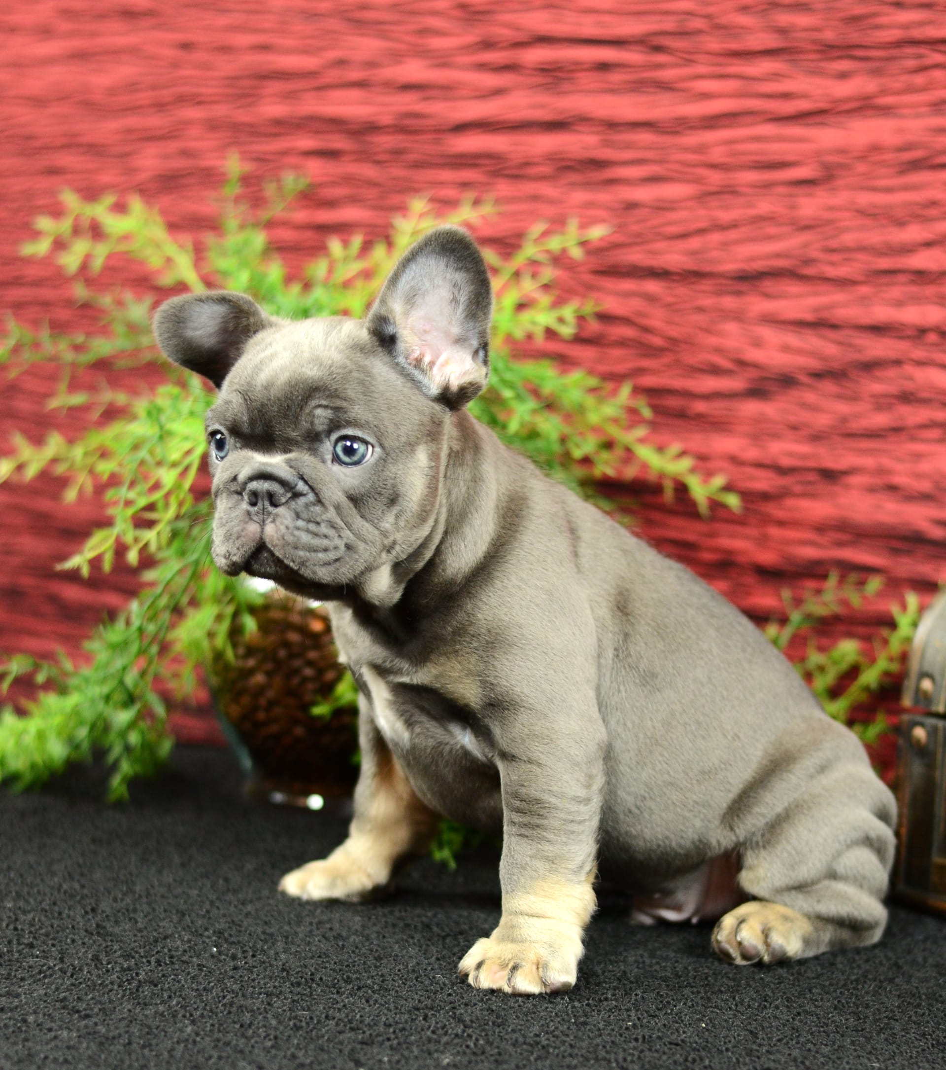 French Bulldog dogs for sale: Benji - Image 6