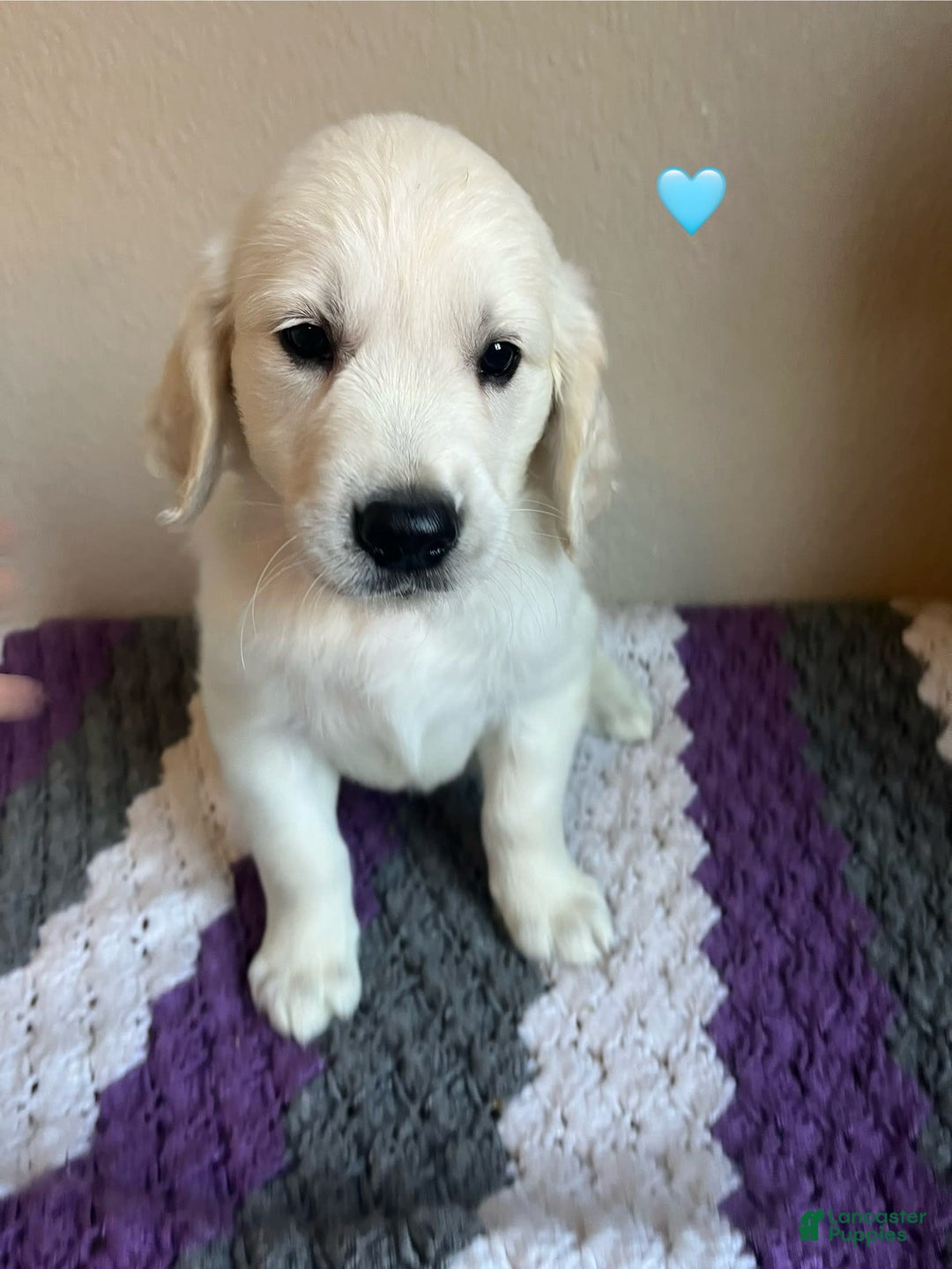 Golden Retriever dogs for sale: Bruno - Image 1