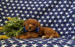 Mini Goldendoodle dogs for sale: Keefer Genetic Testing - Image 3