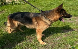 German Shepherd dogs for sale: MAX - Image 5