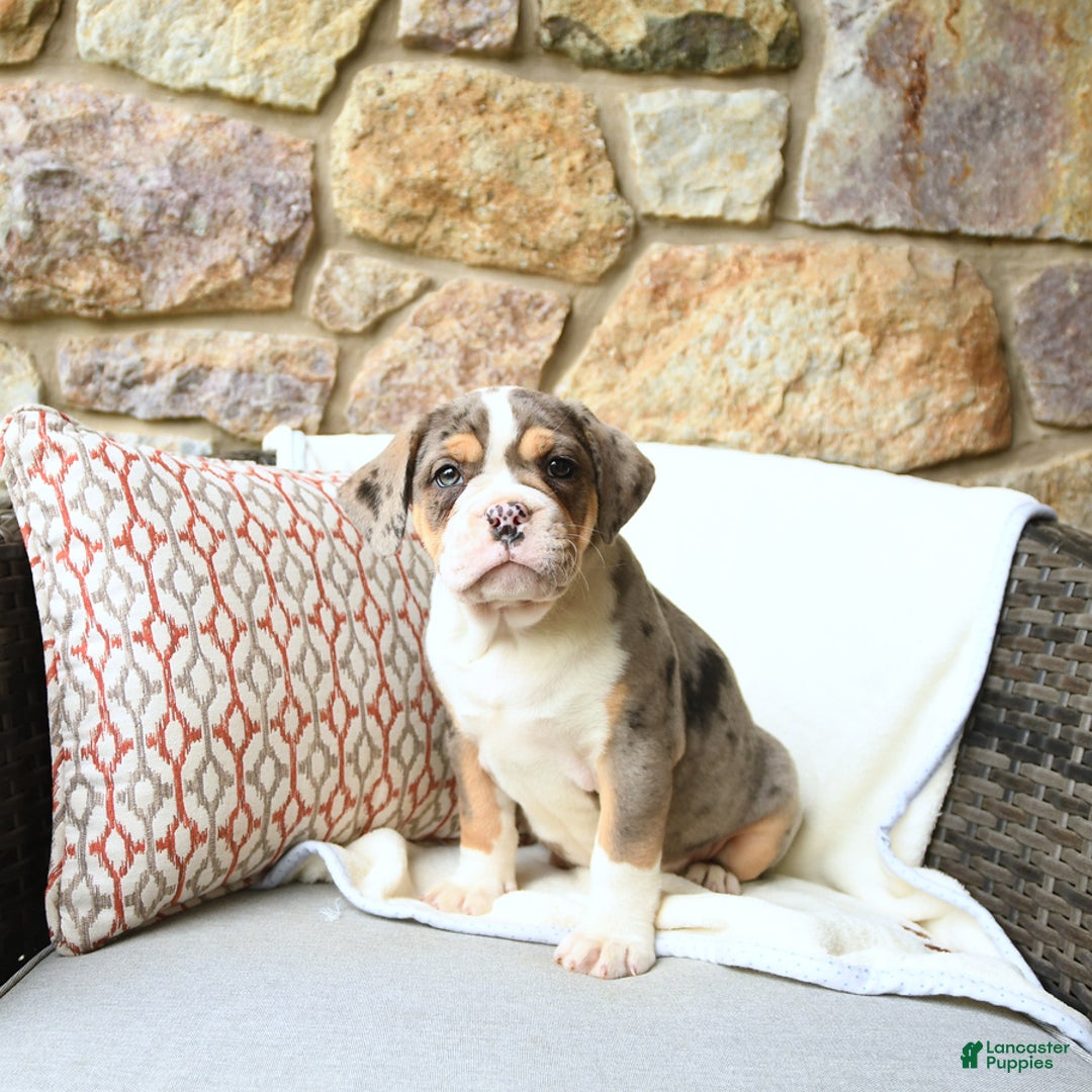 Olde English Bulldogge dogs for sale: Reba - Image 1