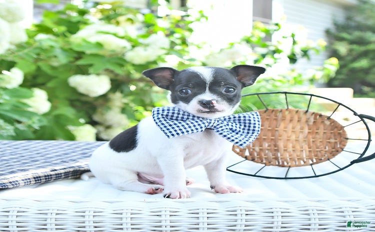 Chihuahua dogs for sale - Ad 3