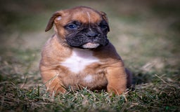 Boxer dogs for sale: Bear - Image 4