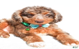 Mini Aussiedoodle dogs for sale: Ernest - Image 6
