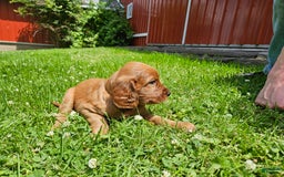 Irish Setter dogs for sale: Latte - Image 1