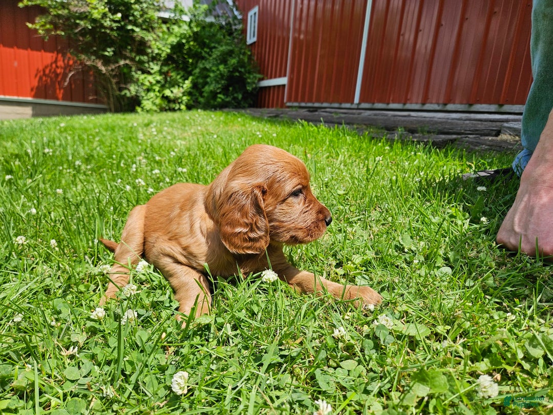Irish Setter dogs for sale: Latte - Image 1