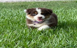 Australian Shepherd dogs for sale: L-purple - Image 7